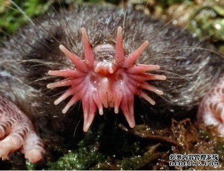 �̻����������Ķ����Ǳ�����