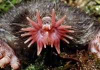 �̻����������Ķ����Ǳ�����