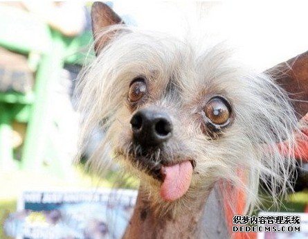 盘货天下上最丑的动物星鼻鼹鼠