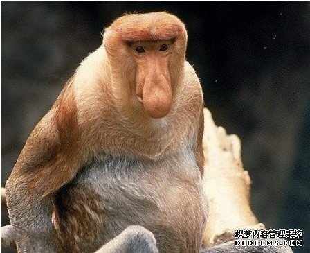 �̻����������Ķ����Ǳ�����