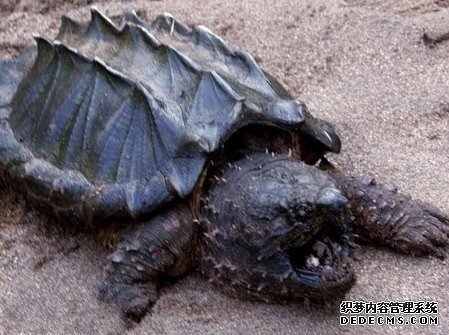 �̻����������Ķ����Ǳ�����