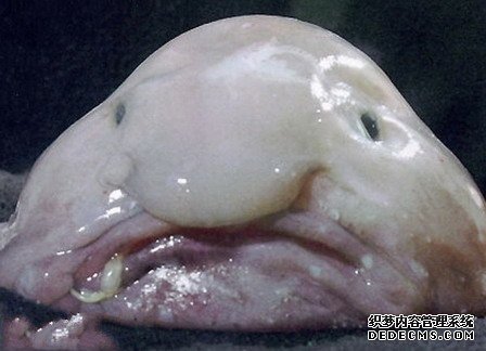 盘货天下上最丑的动物星鼻鼹鼠