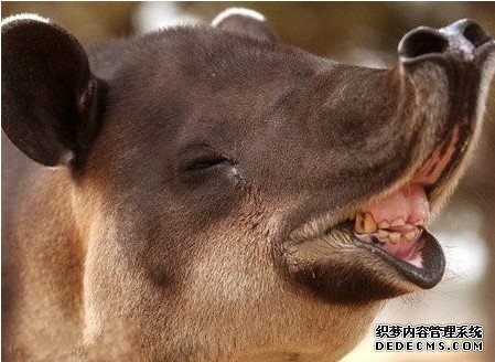 盘货天下上最丑的动物星鼻鼹鼠