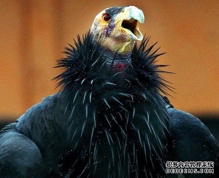 �̻����������Ķ����Ǳ�����