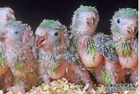 盘货天下上最丑的动物星鼻鼹鼠