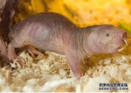 盘货天下上最丑的动物星鼻鼹鼠