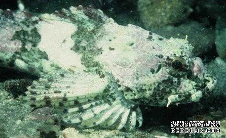 �̻����������Ķ����Ǳ�����