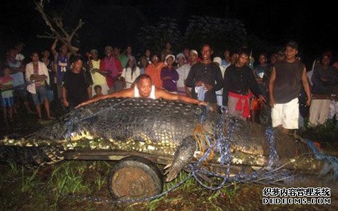 菲律宾捕捉环球最大的咸水鳄鱼 寿命过100