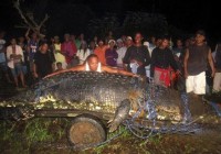 ���ɱ���׽����������ˮ���� ������100