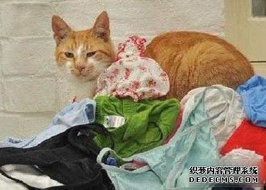 Ӣ��13����èϡ����á���͵�ڿ�