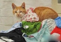 Ӣ��13����èϡ����á���͵�ڿ�