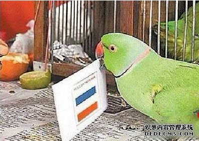 Ӣ��13����èϡ����á���͵�ڿ�