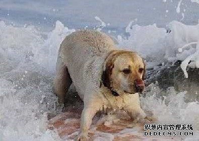 Ӣ��13����èϡ����á���͵�ڿ�