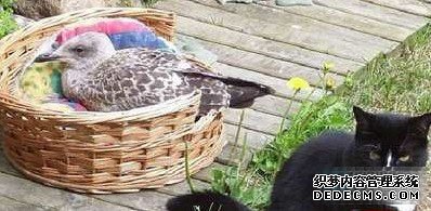 Ӣ��13����èϡ����á���͵�ڿ�