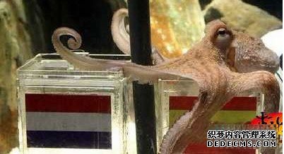 英国13岁老猫稀疏的癖好——偷内裤