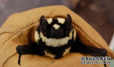 ��è���� �����Ĺ�����������