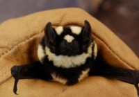 ��è���� �����Ĺ�����������