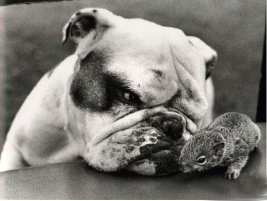 ���Ⱞ��Ц һ��ܷ�Ȥ�ĸ�ЦͼƬ