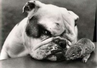 ���Ⱞ��Ц һ��ܷ�Ȥ�ĸ�ЦͼƬ