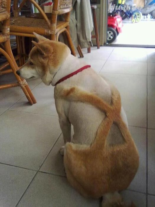 ��ЦͼƬ ��Ц��̬ͼƬ��Цһ����