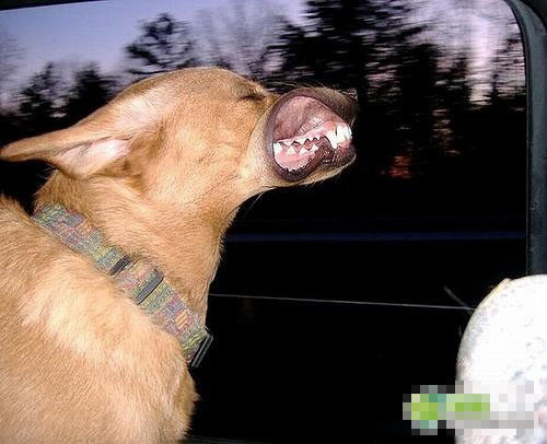 �񰡾Ⱦ��Ұ� ��Ҫ�߽��� ��ЦͼƬ