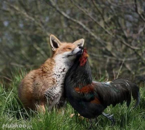 ��ͼ�������������Ц���滳 ��ЦͼƬ