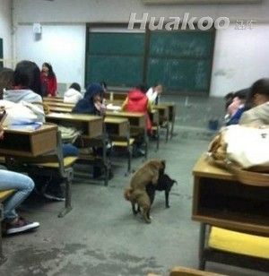 ��Ʒ�ն�ͼ ̫���ˣ��׵���Ѫ��Ȥͼ��