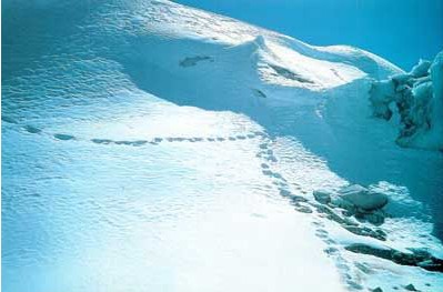 揭秘西藏十大未解之谜“野人”之谜