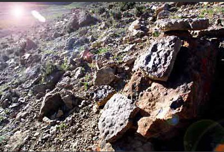 ����Ԥ���Ǻ�������Ϊ���ص���