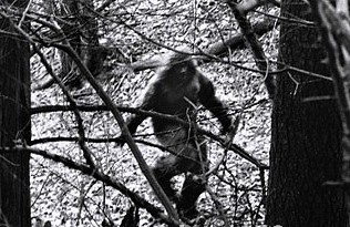 天下未解之谜 隐秘怪兽大脚怪隐秘人