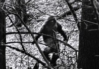 ����δ��֮�� ���ع��޴�Ź�������