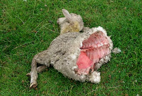 ������µ�UFO֫�����������̻���ͼ��