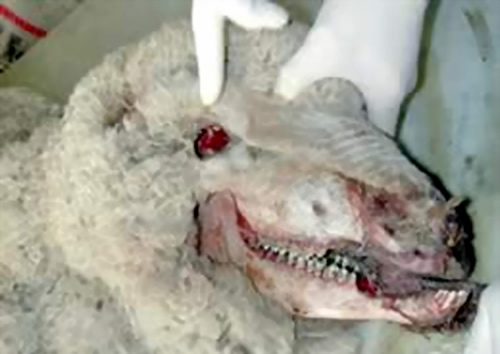 诡异可怕的UFO肢解畜生变乱盘货(图)