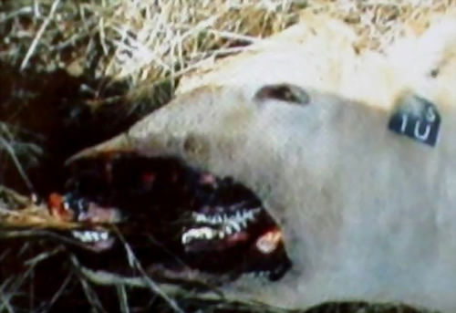 ������µ�UFO֫�����������̻���ͼ��