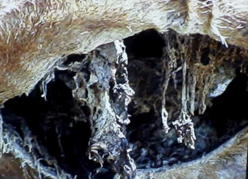 ������µ�UFO֫�����������̻���ͼ��