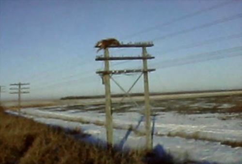 ������µ�UFO֫�����������̻���ͼ��