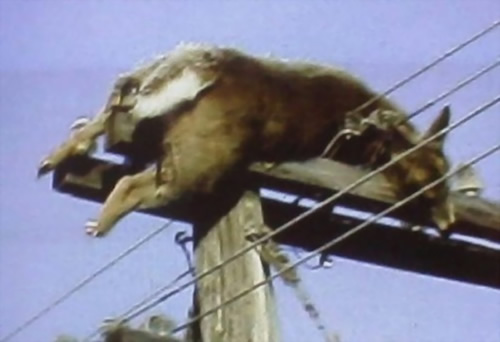 ������µ�UFO֫�����������̻���ͼ��