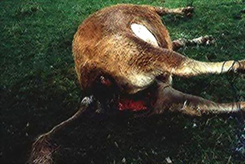 ������µ�UFO֫�����������̻���ͼ��