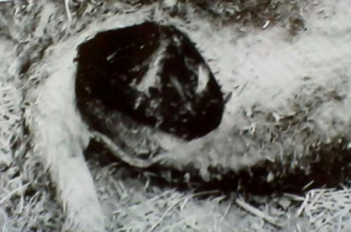 ������µ�UFO֫�����������̻���ͼ��